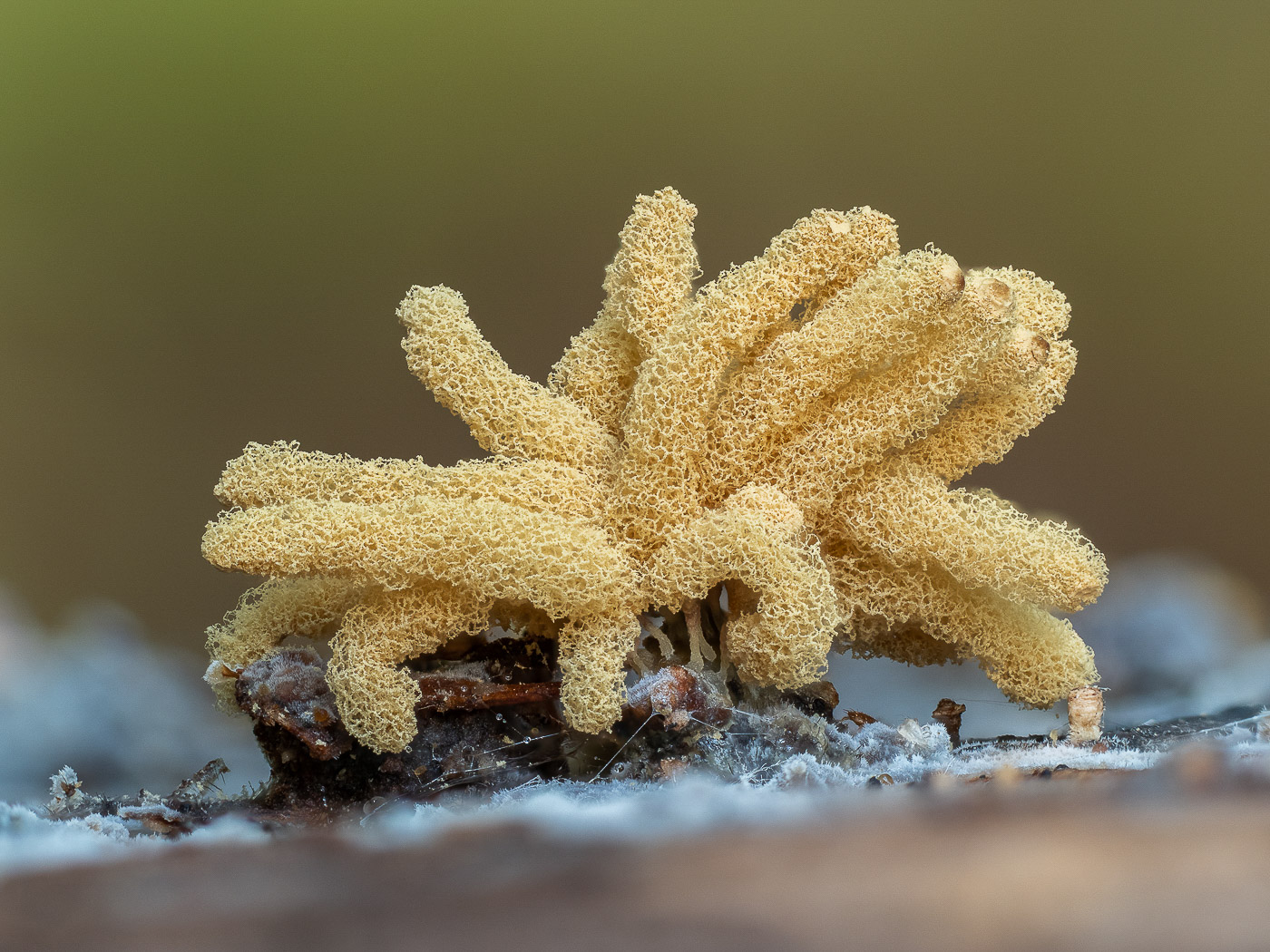 Photo by Barry Webb Arcyria obvelata by Barry Webb